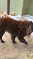 Cachorro raça Chow Chow idade 2 anos nome Junior