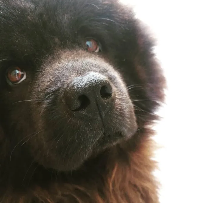 Cachorro raça Chow Chow idade 2 anos nome Junior
