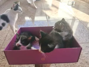 Gato raça SRD-ViraLata idade Abaixo de 2 meses nome Sem nome 