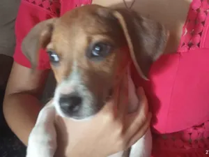 Cachorro raça SRD-ViraLata idade Abaixo de 2 meses nome Eliza 