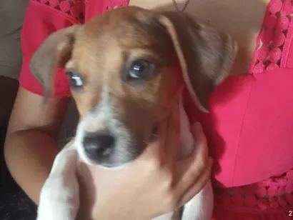Cachorro raça SRD-ViraLata idade Abaixo de 2 meses nome Eliza 