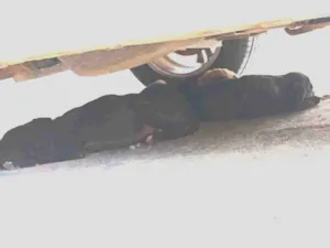 Cachorro raça Rottweiler idade 2 a 6 meses nome Gabriela