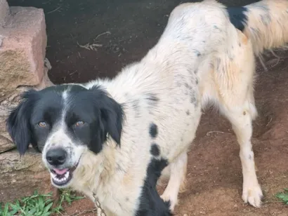Cachorro raça SRD-ViraLata idade 2 anos nome Fiona