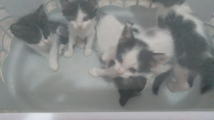 Gato raça SRD-ViraLata idade Abaixo de 2 meses nome Sem Nomes