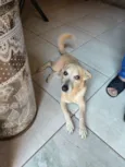 Cachorro raça SRD-ViraLata idade 5 anos nome Brady