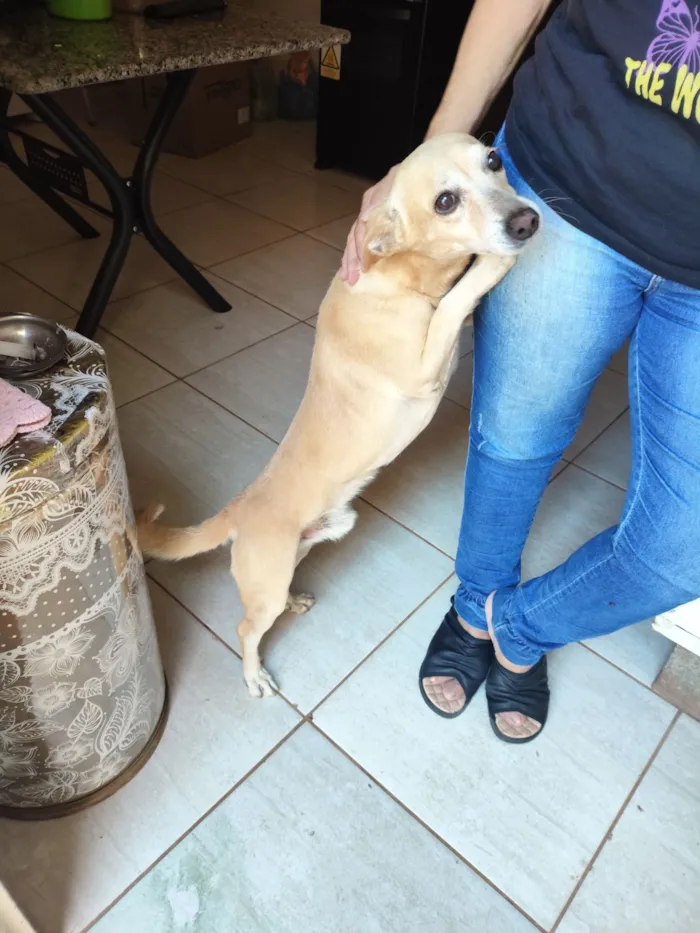 Cachorro raça SRD-ViraLata idade 5 anos nome Brady