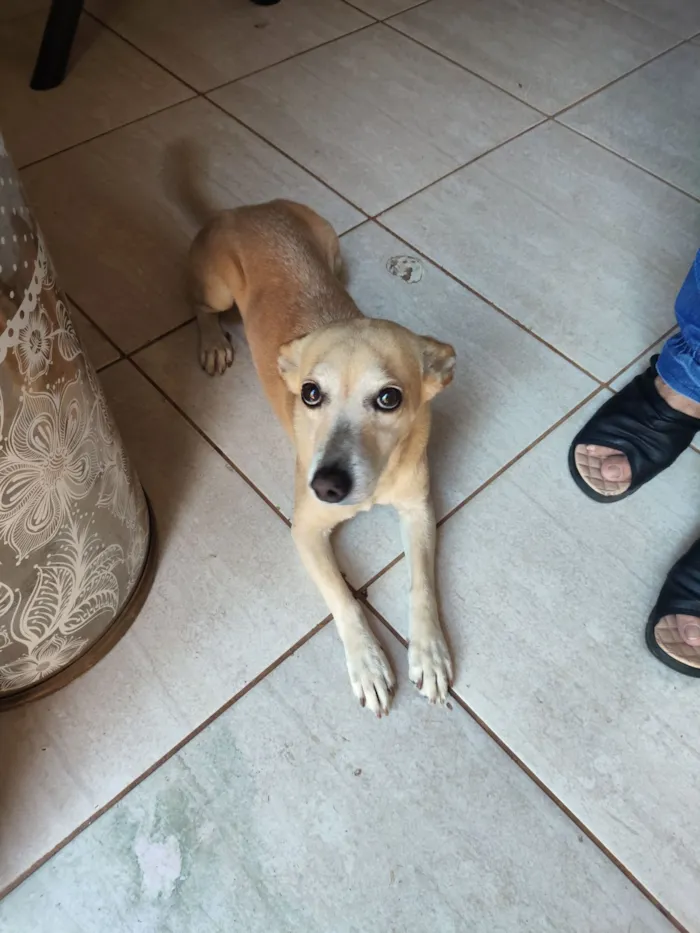 Cachorro raça SRD-ViraLata idade 5 anos nome Brady