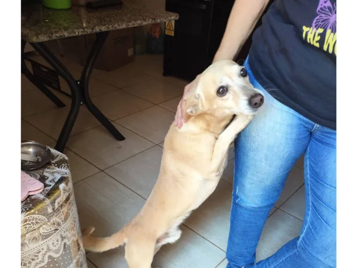 Cachorro raça SRD-ViraLata idade 5 anos nome Brady