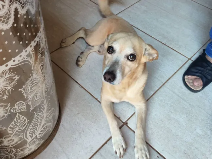 Cachorro raça SRD-ViraLata idade 5 anos nome Brady