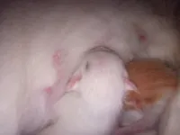 Gato raça SRD-ViraLata idade Abaixo de 2 meses nome Filhotes