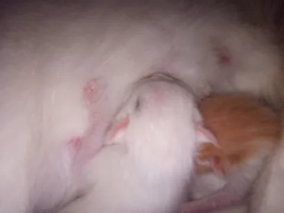 Gato raça SRD-ViraLata idade Abaixo de 2 meses nome Filhotes