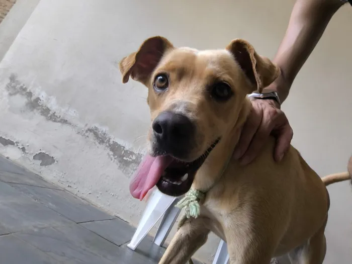 Cachorro raça SRD-ViraLata idade 2 a 6 meses nome Sem nome