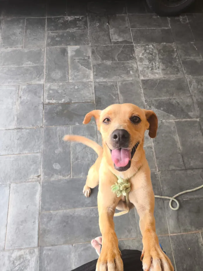 Cachorro raça SRD-ViraLata idade 2 a 6 meses nome Sem nome