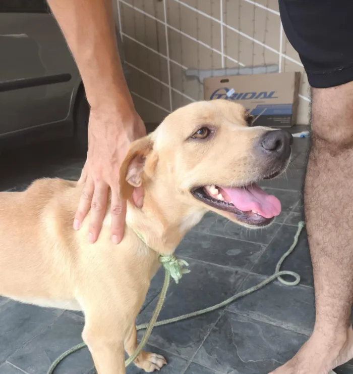 Cachorro raça SRD-ViraLata idade 2 a 6 meses nome Sem nome