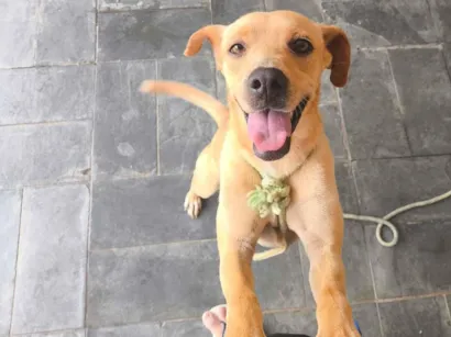 Cachorro raça SRD-ViraLata idade 2 a 6 meses nome Sem nome