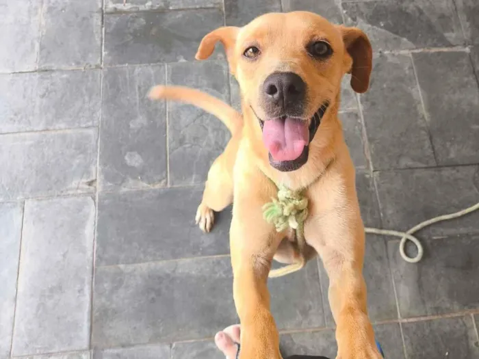 Cachorro raça SRD-ViraLata idade 2 a 6 meses nome Sem nome