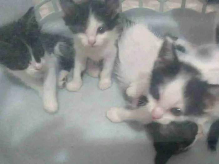 Gato raça SRD-ViraLata idade Abaixo de 2 meses nome Sem Nomes