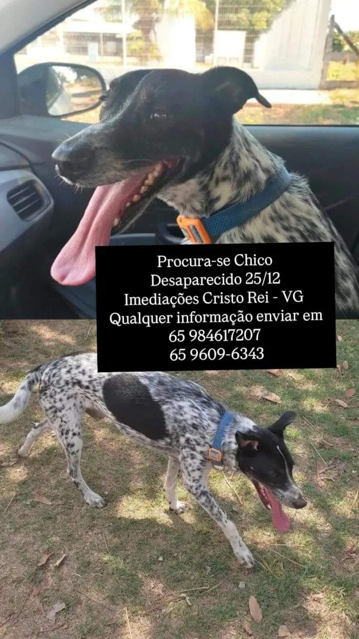 Cachorro raça SRD-ViraLata idade 5 anos nome Chico