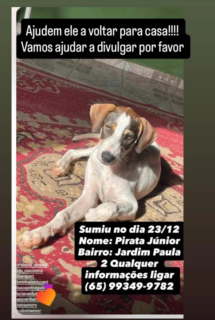 Cachorro raça SRD-ViraLata idade 4 anos nome Pirata Junior 