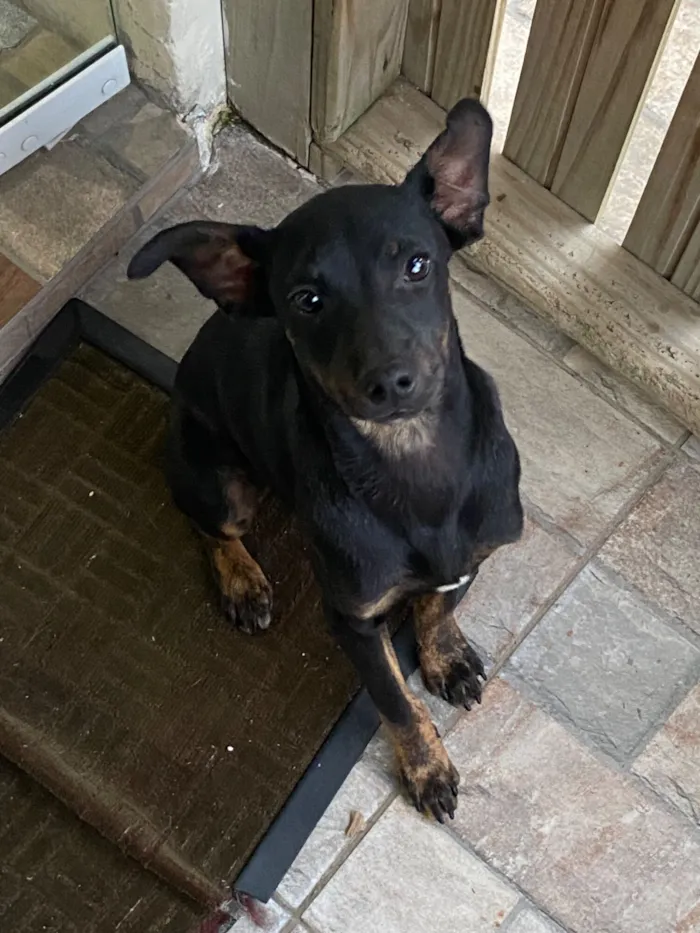 Cachorro raça Pinscher idade 2 a 6 meses nome tedy
