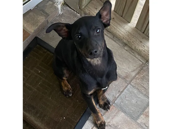 Cachorro raça Pinscher idade 2 a 6 meses nome tedy