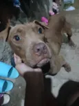 Cachorro raça Pit-Bull idade 1 ano nome Safira 