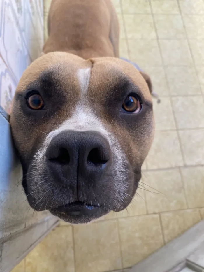 Cachorro raça Pit-Bull idade 1 ano nome Alpha 