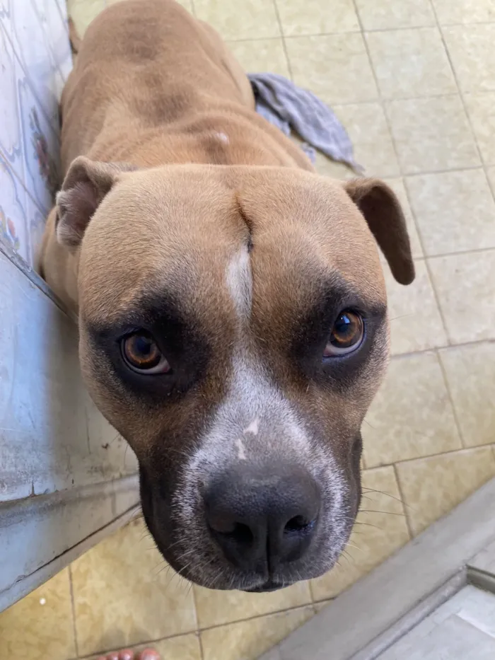 Cachorro raça Pit-Bull idade 1 ano nome Alpha 