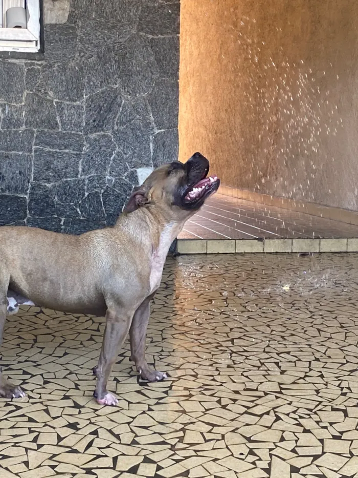 Cachorro raça Pit-Bull idade 1 ano nome Alpha 