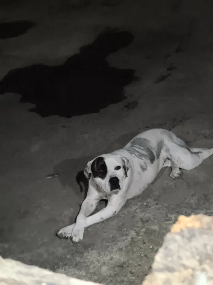 Cachorro raça Pit-Bull idade 1 ano nome Maya