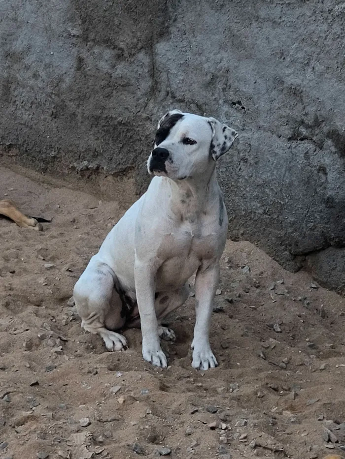 Cachorro raça Pit-Bull idade 1 ano nome Maya