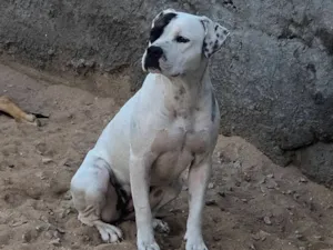 Cachorro raça Pit-Bull idade 1 ano nome Maya