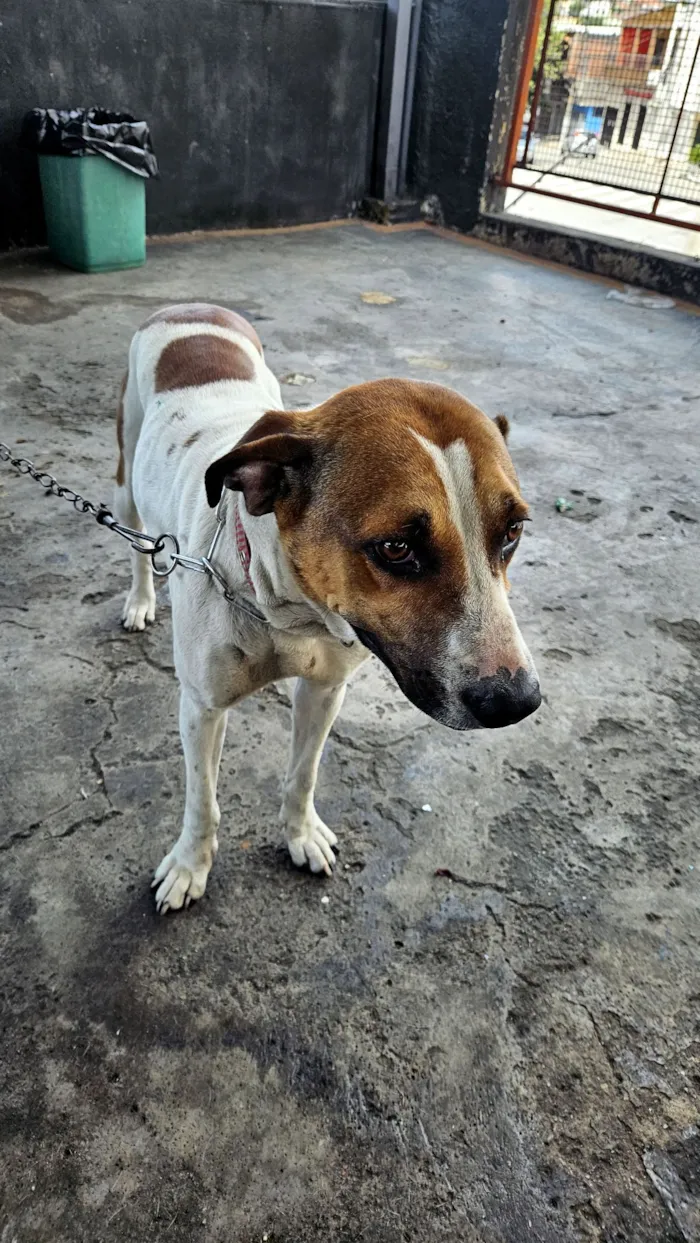 Cachorro raça SRD-ViraLata idade 1 ano nome Pandora