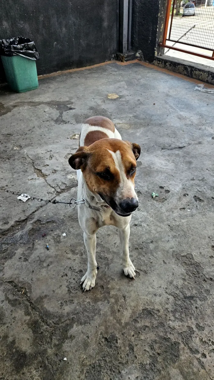 Cachorro raça SRD-ViraLata idade 1 ano nome Pandora