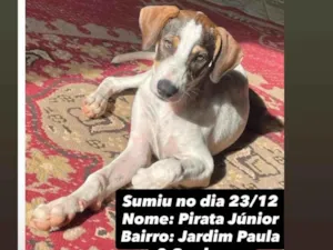 Cachorro raça SRD-ViraLata idade 4 anos nome Pirata Junior 