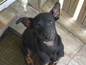 Cachorro raça Pinscher idade 2 a 6 meses nome tedy