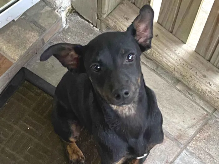 Cachorro raça Pinscher idade 2 a 6 meses nome tedy