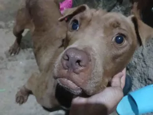 Cachorro raça Pit-Bull idade 1 ano nome Safira 