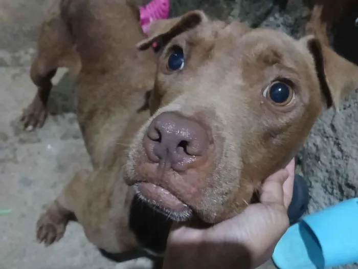 Cachorro raça Pit-Bull idade 1 ano nome Safira 