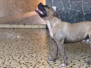 Cachorro raça Pit-Bull idade 1 ano nome Alpha 