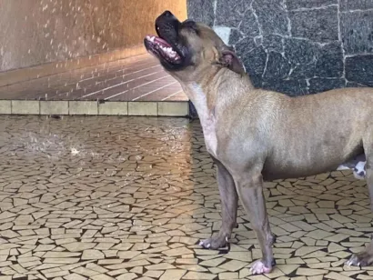 Cachorro raça Pit-Bull idade 1 ano nome Alpha 