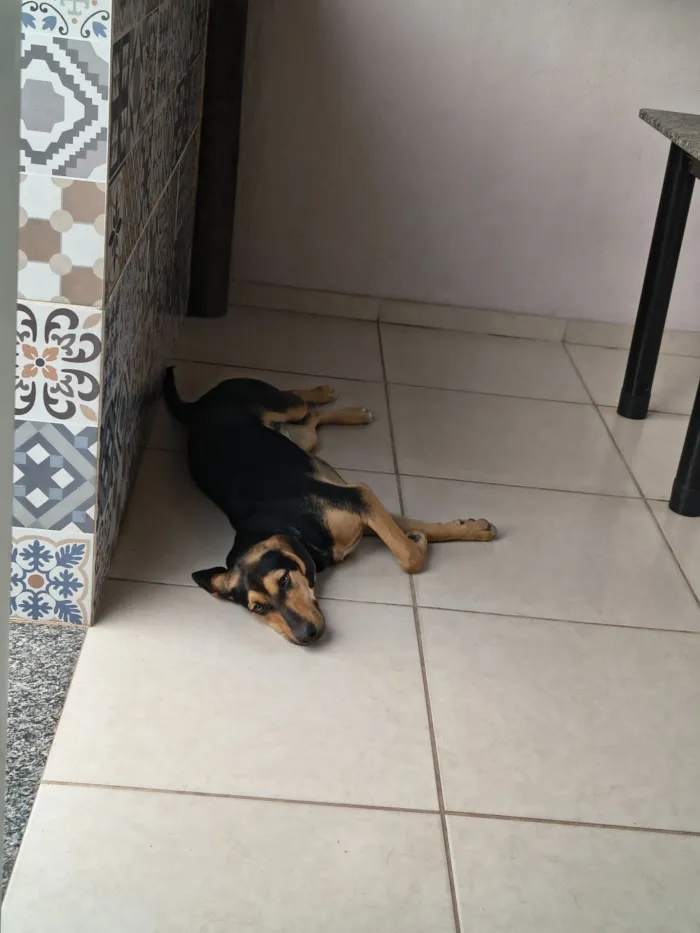 Cachorro raça Labrador idade 7 a 11 meses nome Mayla 