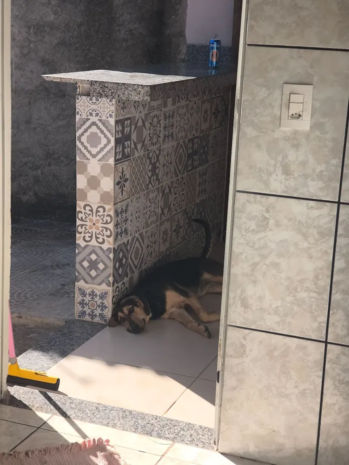 Cachorro raça Labrador idade 7 a 11 meses nome Mayla 