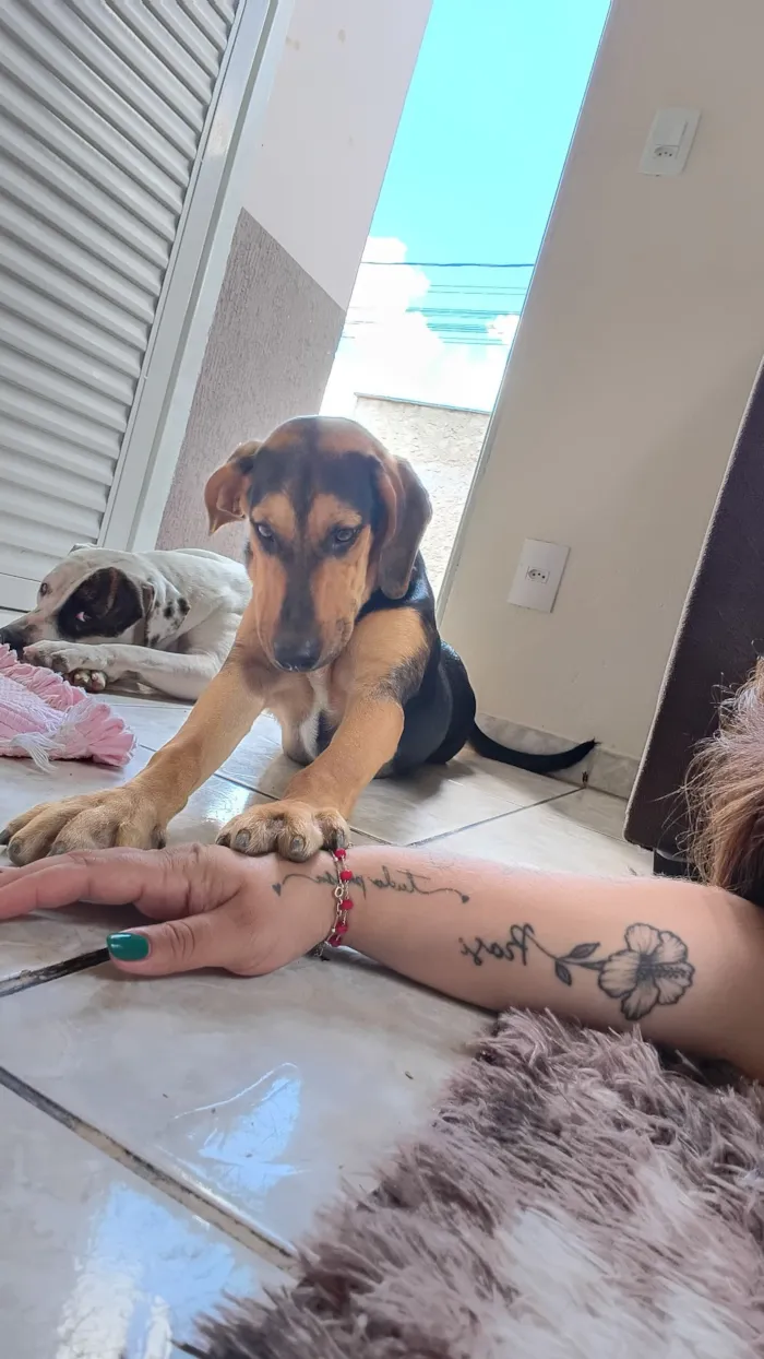 Cachorro raça Labrador idade 7 a 11 meses nome Mayla 