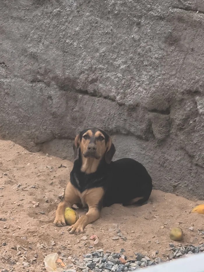 Cachorro raça Labrador idade 7 a 11 meses nome Mayla 