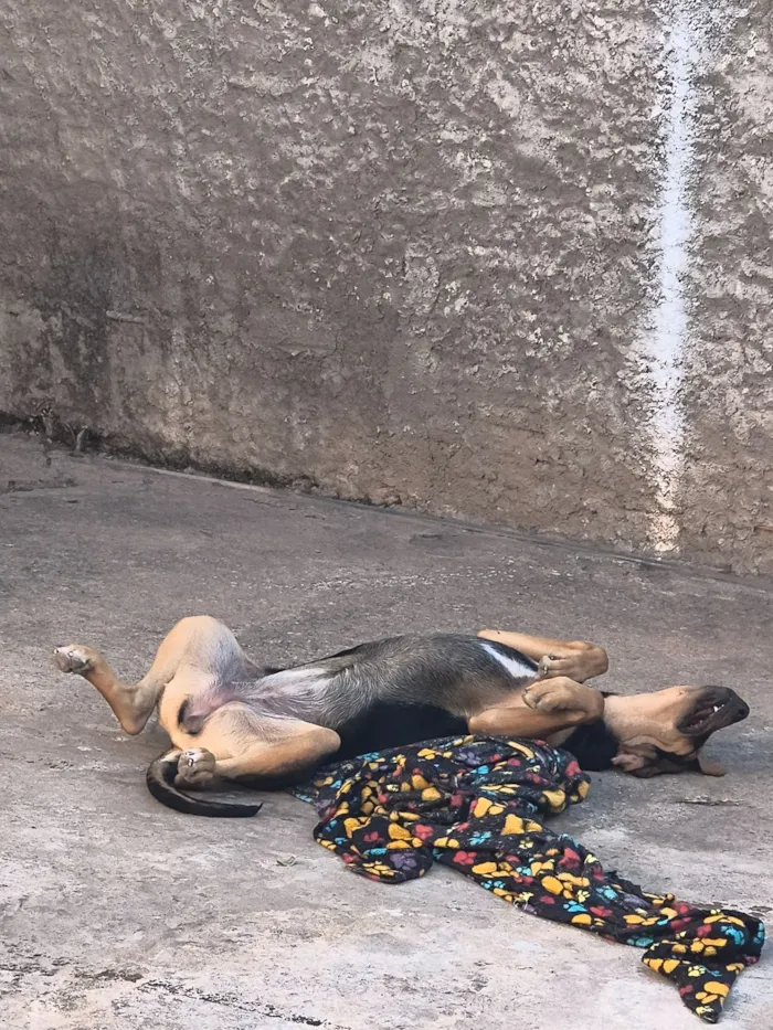 Cachorro raça Labrador idade 7 a 11 meses nome Mayla 