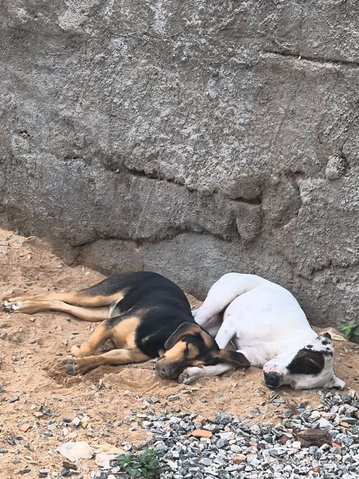 Cachorro raça Labrador idade 7 a 11 meses nome Mayla 