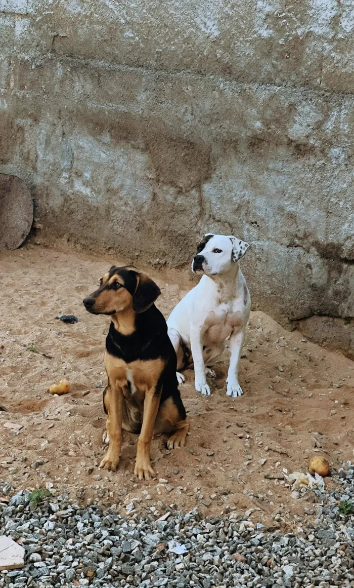 Cachorro raça Labrador idade 7 a 11 meses nome Mayla 