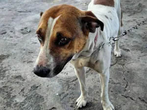 Cachorro raça SRD-ViraLata idade 1 ano nome Pandora