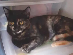 Gato raça SRD-ViraLata idade 2 a 6 meses nome Sem nome